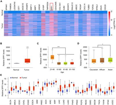 Upregulation of SPP1 Is a Marker for Poor Lung Cancer Prognosis and Contributes to Cancer Progression and Cisplatin Resistance